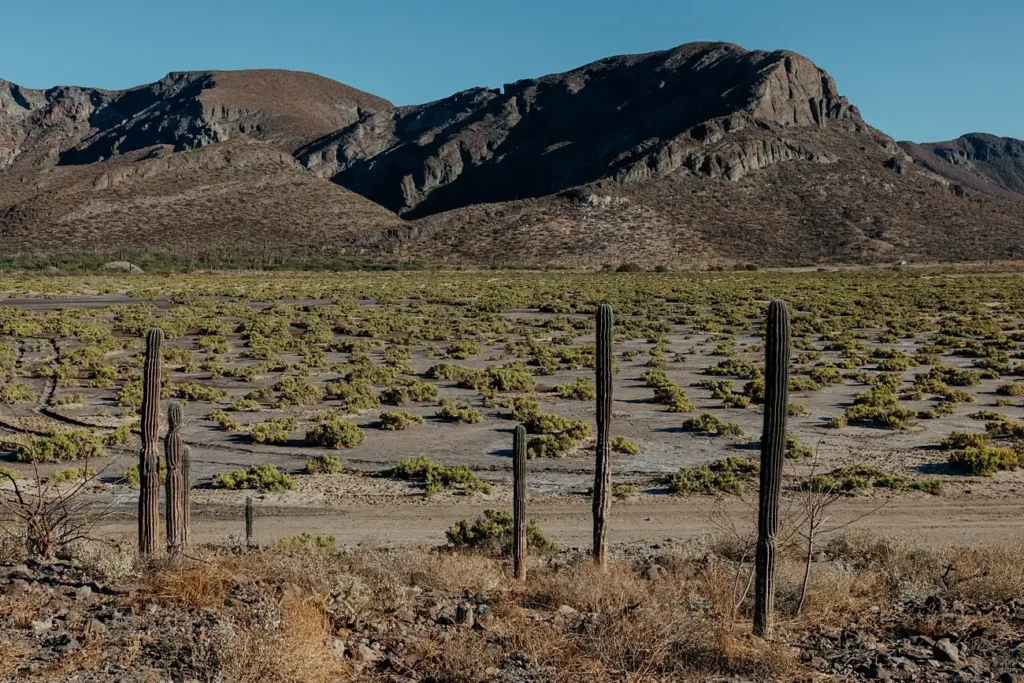 mountains and cactus landscape in La Paz Baja California perfect location for elopements. 